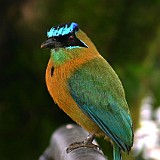 BLUE CROWNED MOTMOT1